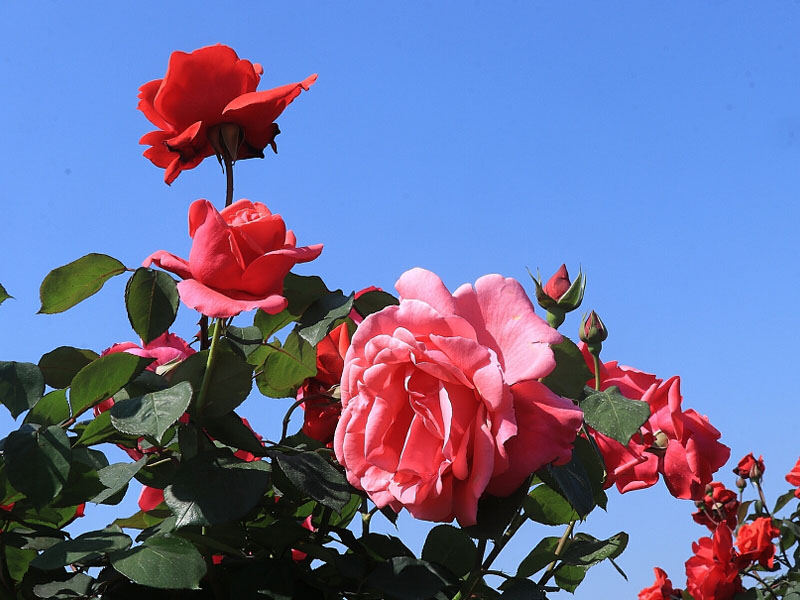 春暖花開(kāi)季，正是出游時(shí)！程力集團小編帶你打卡隨州炎帝紫薇園